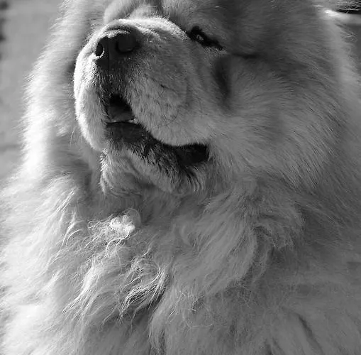 Gaestehaus Lutschounig בית הארחה